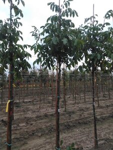 Juglans r. 'Broadview' 12-14 Hoogstam wortelgoed 2 X verplant - afbeelding 7