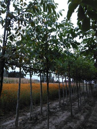 Juglans r. 'Broadview' 12-14 Hoogstam wortelgoed 2 X verplant - afbeelding 9