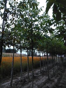 Juglans r. 'Broadview' 12-14 Hoogstam wortelgoed 2 X verplant - afbeelding 9