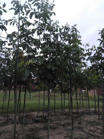 Juglans r. 'Broadview' 14-16 Hoogstam wortelgoed 2 X verplant - afbeelding 7
