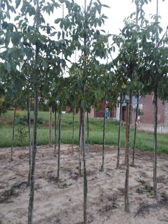 Juglans r. 'Broadview' 6-8 Hoogstam wortelgoed - afbeelding 9