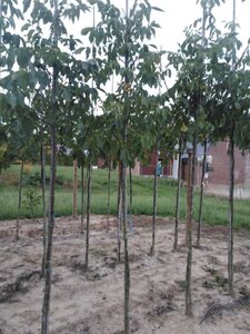 Juglans r. 'Broadview' 6-8 Hoogstam wortelgoed - afbeelding 9