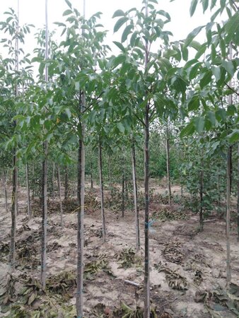 Juglans r. 'Broadview' 6-8 STA BR - image 8