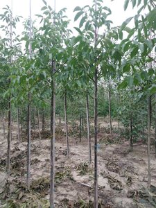 Juglans r. 'Broadview' 6-8 STA BR - image 8