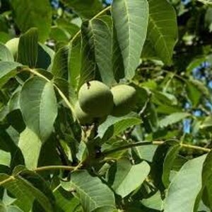 Juglans r. 'Broadview' 6-8 STA BR - image 7