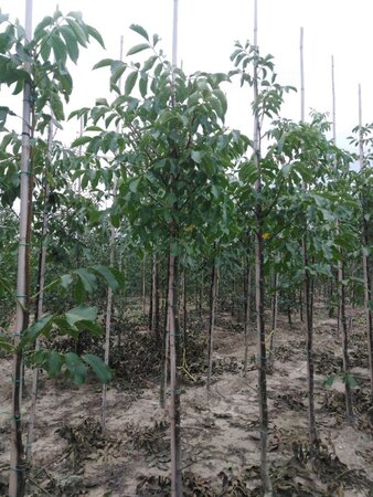 Juglans r. 'Broadview' 8-10 Hoogstam wortelgoed - afbeelding 7