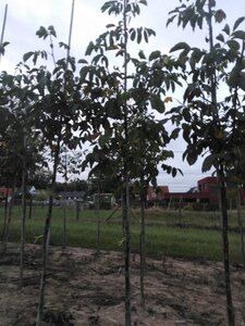 Juglans r. 'Broadview' 8-10 Hoogstam wortelgoed - afbeelding 9