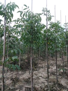 Juglans r. 'Broadview' 8-10 STA4 BR - image 7