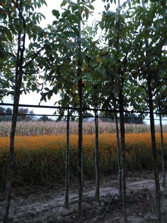 Juglans r. 'Broadview' 8-10 STA4 BR - image 8