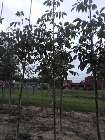 Juglans r. 'Broadview' 8-10 STA4 BR - image 9