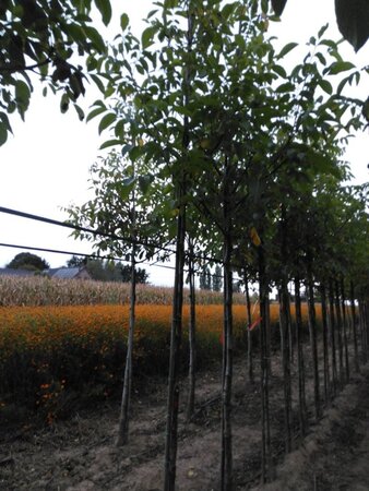 Juglans r. 'Buccaneer' 10-12 Hoogstam wortelgoed - afbeelding 7