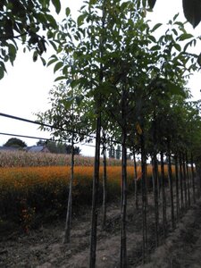 Juglans r. 'Buccaneer' 10-12 Hoogstam wortelgoed - afbeelding 7