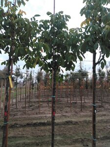 Juglans r. 'Buccaneer' 10-12 STA BR - image 5