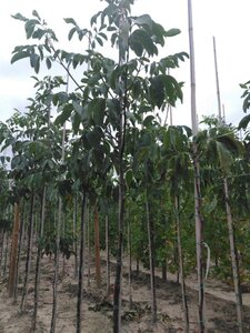 Juglans r. 'Buccaneer' 10-12 STA BR - image 8