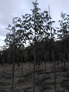 Juglans r. 'Buccaneer' 10-12 STA BR - image 6