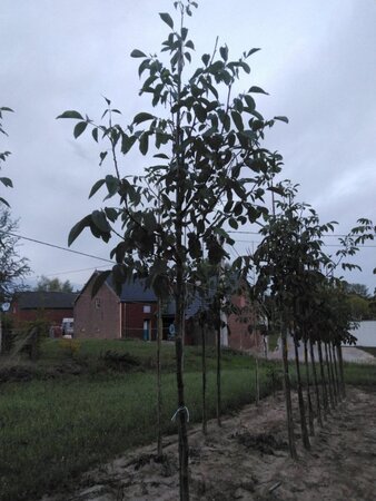 Juglans r. 'Buccaneer' 12-14 Hoogstam wortelgoed 2 X verplant - afbeelding 6
