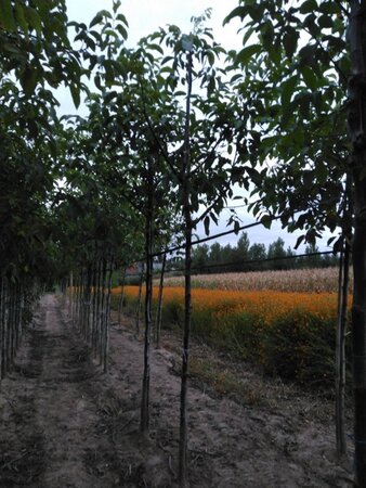 Juglans r. 'Buccaneer' 12-14 Hoogstam wortelgoed 2 X verplant - afbeelding 5