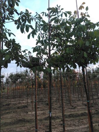 Juglans r. 'Buccaneer' 12-14 Hoogstam wortelgoed 2 X verplant - afbeelding 4