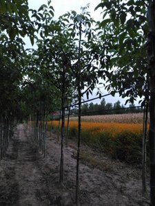 Juglans r. 'Buccaneer' 12-14 STA BR 2 X V - image 5