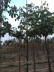 Juglans r. 'Buccaneer' 12-14 STA BR 2 X V - image 4