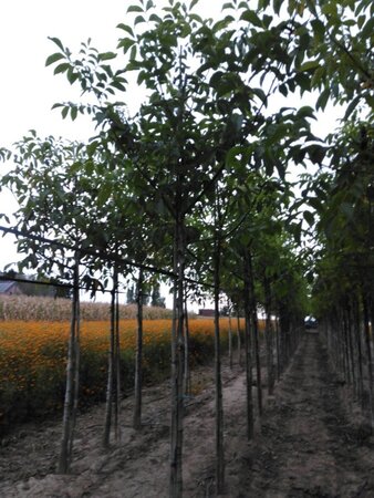 Juglans r. 'Buccaneer' 14-16 Hoogstam wortelgoed 2 X verplant - afbeelding 4