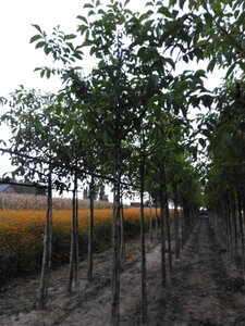 Juglans r. 'Buccaneer' 14-16 Hoogstam wortelgoed 2 X verplant - afbeelding 4