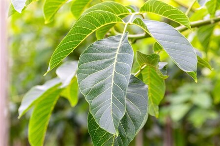 Juglans r. 'Buccaneer' 16-18 Hoogstam draadkluit 3 X verplant - afbeelding 1