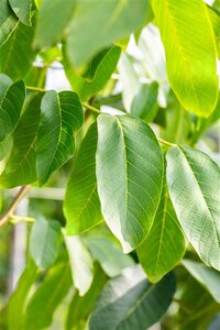 Juglans r. 'Buccaneer' 16-18 Hoogstam draadkluit 3 X verplant - afbeelding 3
