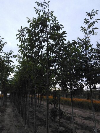 Juglans r. 'Buccaneer' 16-18 Hoogstam draadkluit 3 X verplant - afbeelding 5