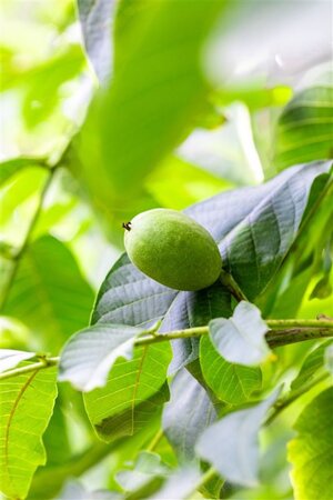 Juglans r. 'Buccaneer' 16-18 Hoogstam draadkluit 3 X verplant - afbeelding 4