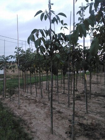 Juglans r. 'Buccaneer' 8-10 Hoogstam wortelgoed - afbeelding 4