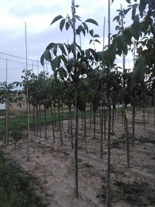 Juglans r. 'Buccaneer' 8-10 STA4 BR - image 4