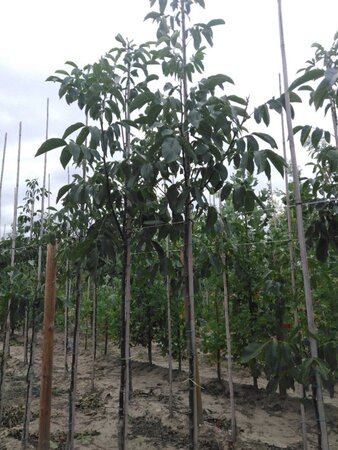 Juglans r. 'Buccaneer' 8-10 STA4 BR - image 5