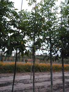 Juglans r. 'Coenen' 10-12 Hoogstam wortelgoed - afbeelding 2