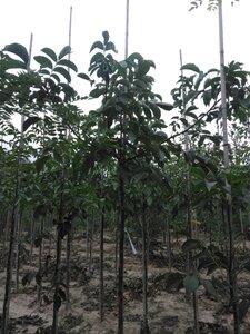 Juglans r. 'Coenen' 10-12 Hoogstam wortelgoed