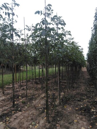 Juglans r. 'Coenen' 10-12 STA BR - image 4