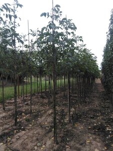 Juglans r. 'Coenen' 10-12 STA BR - image 4