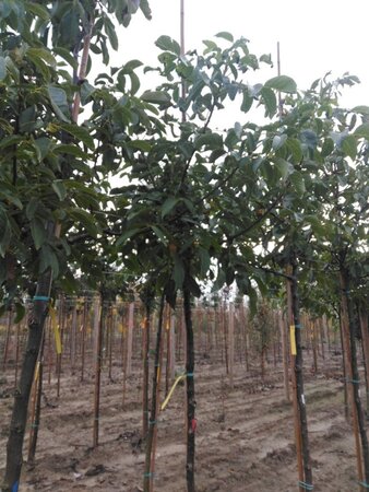 Juglans r. 'Coenen' 10-12 STA BR - image 3