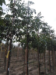 Juglans r. 'Coenen' 12-14 STA BR 2 X V - image 2