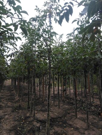 Juglans r. 'Coenen' 12-14 STA BR 2 X V - image 3