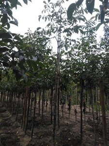 Juglans r. 'Coenen' 14-16 Hoogstam wortelgoed 2 X verplant