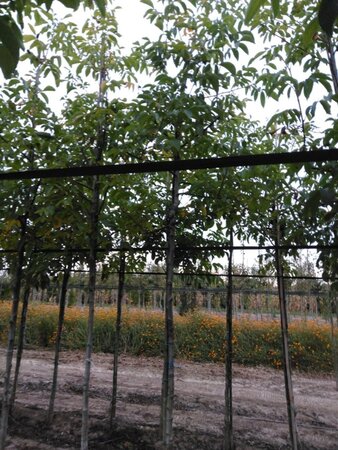 Juglans r. 'Coenen' 14-16 STA BR 2 X V - image 2