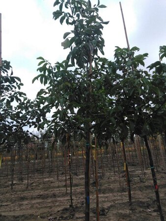 Juglans r. 'Coenen' 14-16 STA BR 2 X V - image 3