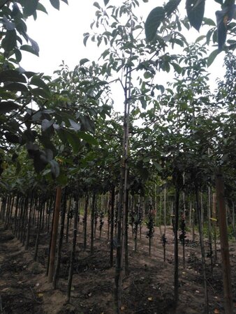 Juglans r. 'Coenen' 14-16 STA BR 2 X V - image 1