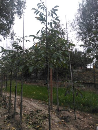 Juglans r. 'Coenen' 8-10 STA4 BR - image 2