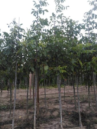 Juglans r. 'Lange van Lod' 10-12 STA BR - image 5