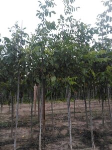 Juglans r. 'Lange van Lod' 10-12 STA BR - image 5