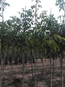 Juglans r. 'Lange van Lod' 6-8 STA BR - image 5