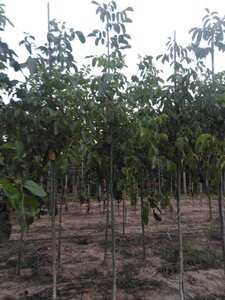 Juglans r. 'Lange van Lod' 8-10 STA4 BR - image 5