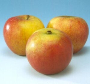 Malus d. 'Cox's Orange Pippin' 10-12 Hoogstam wortelgoed - afbeelding 6